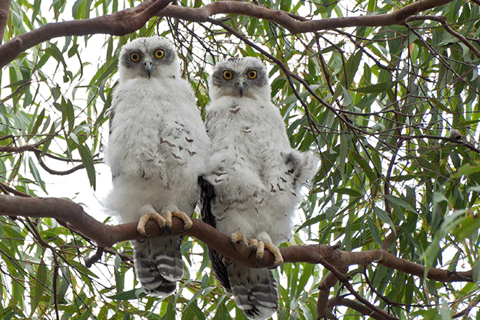 powerful-owl-owlettes-spotted-centennial-part-oscar-g-3m-lockdown-excursion-2021