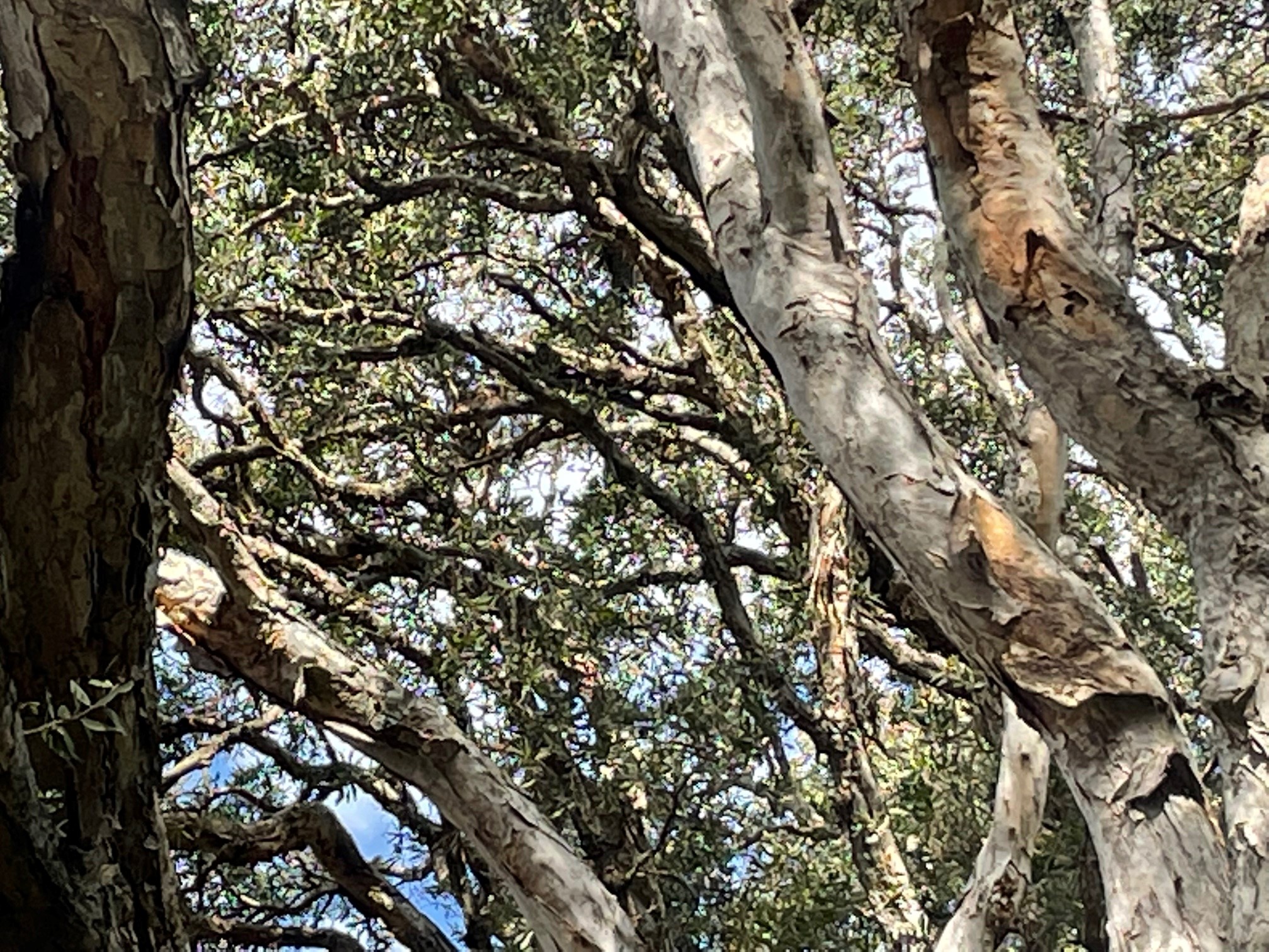 spot-parent-powerful-owl-centennial-park-lockdown-excursions-2021