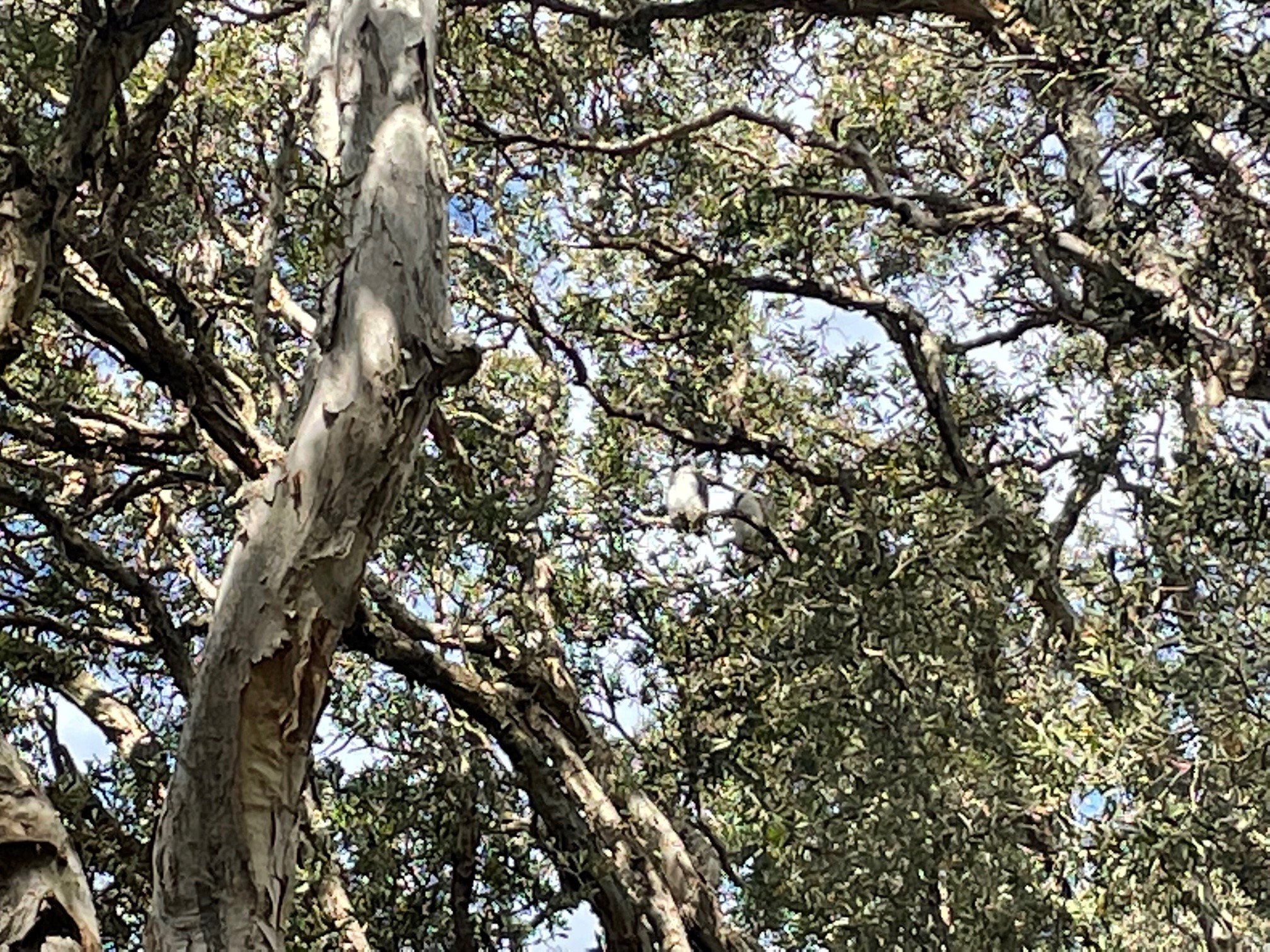 spot-two-baby-powerful-owls-centennial-park-lockdown-excursions-2021